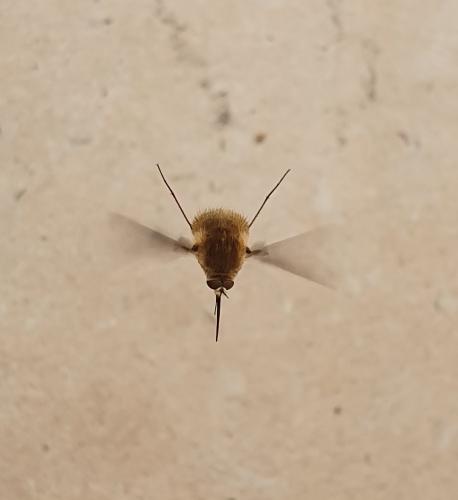 Réf. 238 873 : Bombyliini inconnu